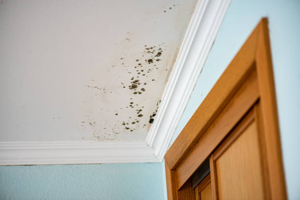 Best Emergency Mold Removal  in Security Widefield, CO