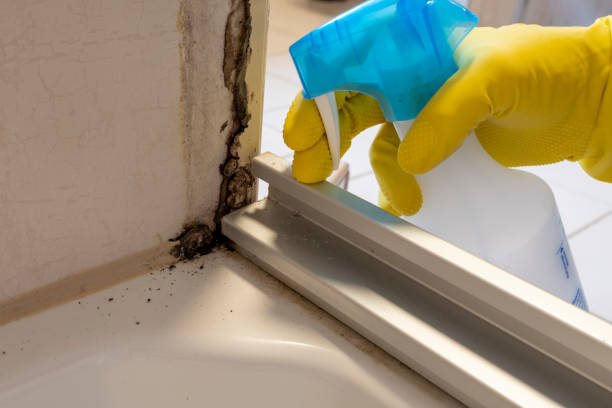 Best Mold Testing  in Security Widefield, CO
