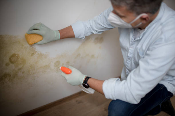 Best Black Mold Removal  in Security Widefield, CO