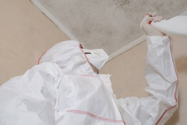 Best Same-Day Mold Removal  in Security Widefield, CO