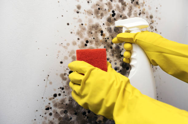 Best Residential Mold Removal  in Security Widefield, CO