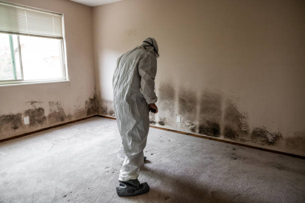 Mold Removal and Inspection in Security Widefield, CO