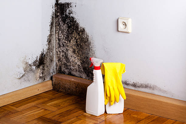 Reliable Security Widefield, CO Mold Removal Solutions