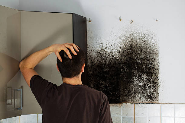 Best Mold Removal Specialists  in Security Widefield, CO