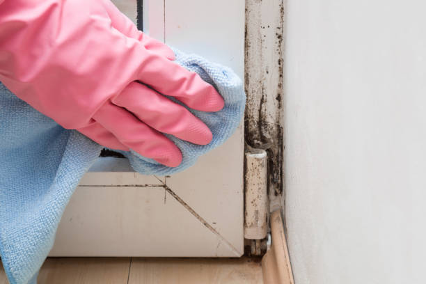 Certified Mold Removal in Security Widefield, CO
