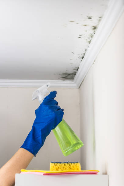 Certified Mold Removal in Security Widefield, CO