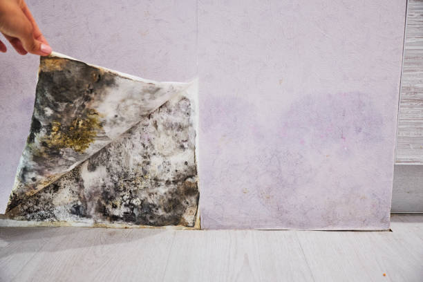 Best Mold Removal Near Me  in Security Widefield, CO